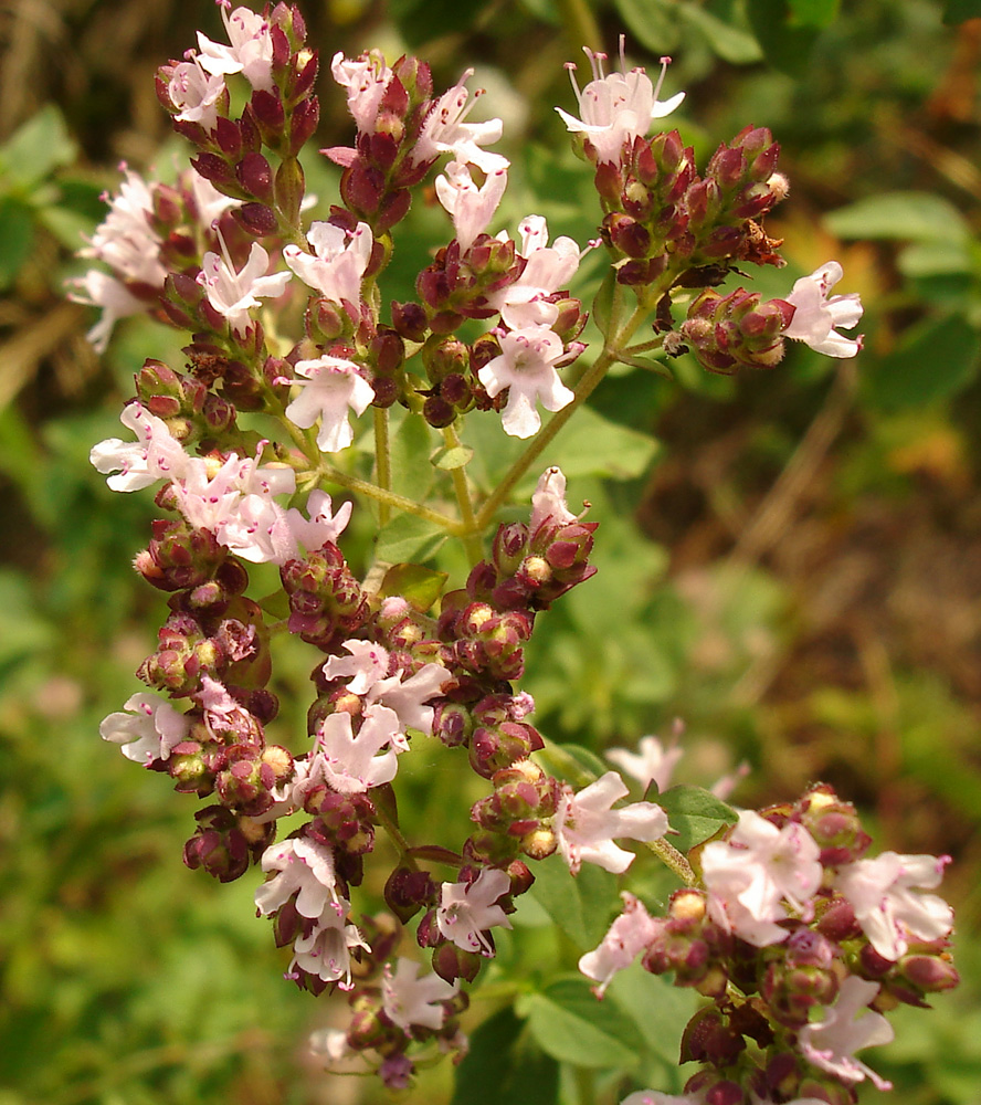 Image of Origanum vulgare specimen.