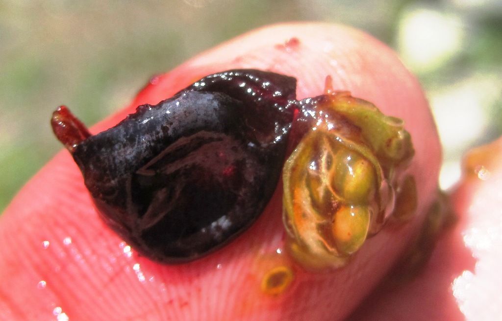 Image of Lonicera buschiorum specimen.