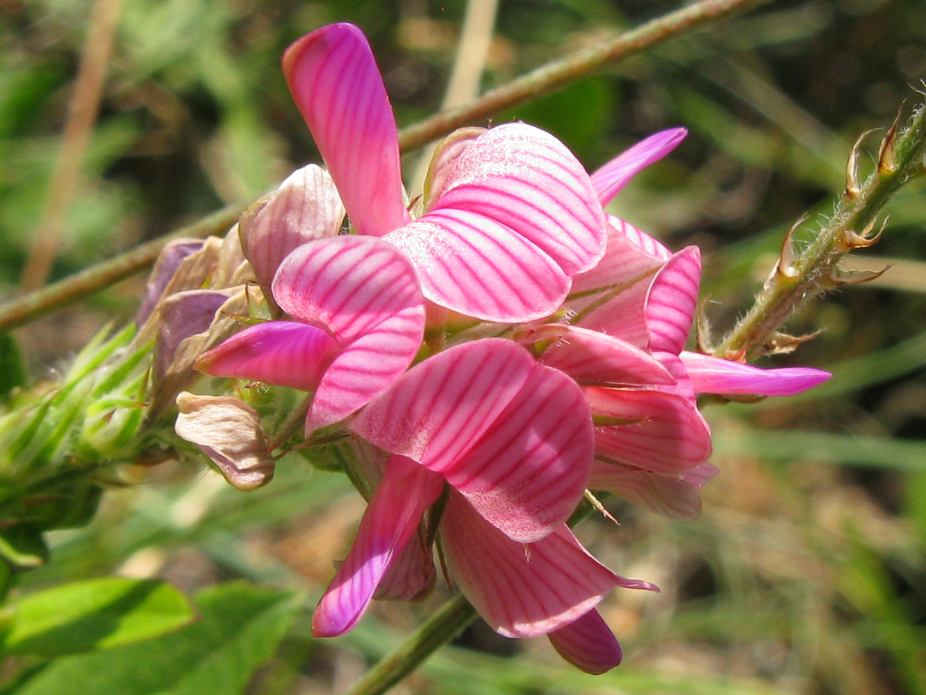Image of Onobrychis arenaria specimen.