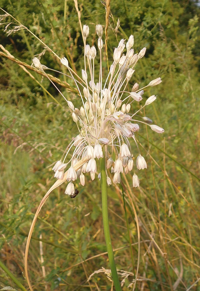 Изображение особи Allium paniculatum.