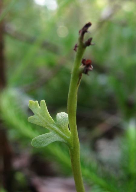 Изображение особи Botrychium matricariifolium.