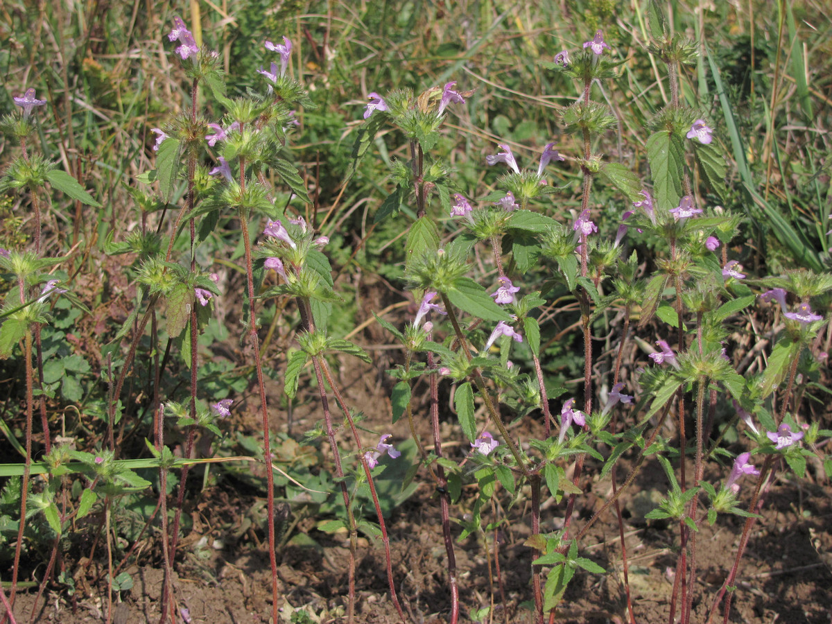 Изображение особи Galeopsis ladanum.