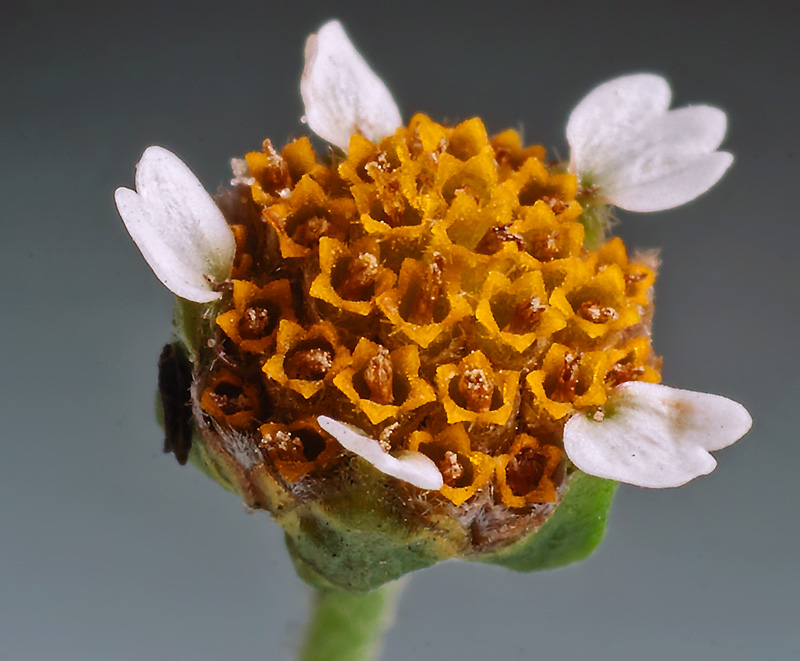 Image of Galinsoga parviflora specimen.