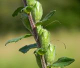 Odontites vulgaris. Часть соплодия. Подмосковье, окр. г. Одинцово, разнотравный луг. Август 2013 г.