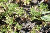 Artemisia rupestris
