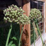 Allium aflatunense