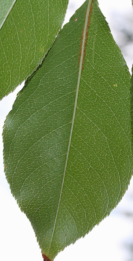 Image of Padus serotina specimen.
