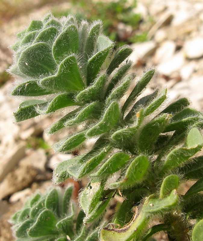 Image of Linum lanuginosum specimen.