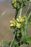 Bryonia melanocarpa. Соцветие. Южный Казахстан, восточная граница пустыни Кызылкум. 04.05.2013.