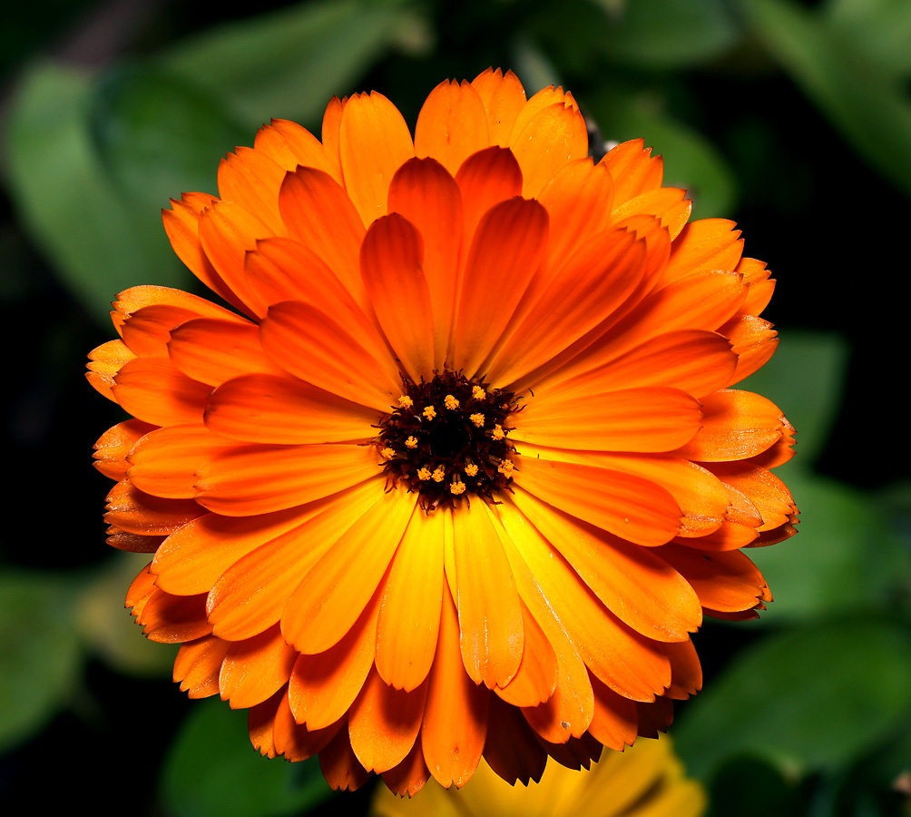 Image of Calendula officinalis specimen.