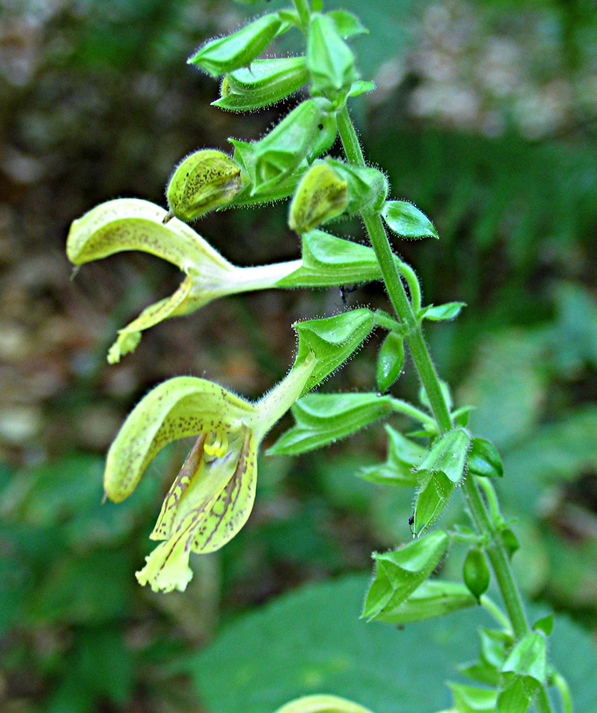 Изображение особи Salvia glutinosa.