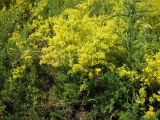 Galium verum