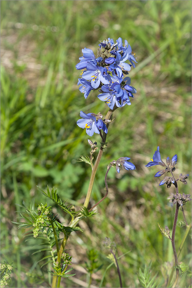 Image of Polemonium caeruleum specimen.