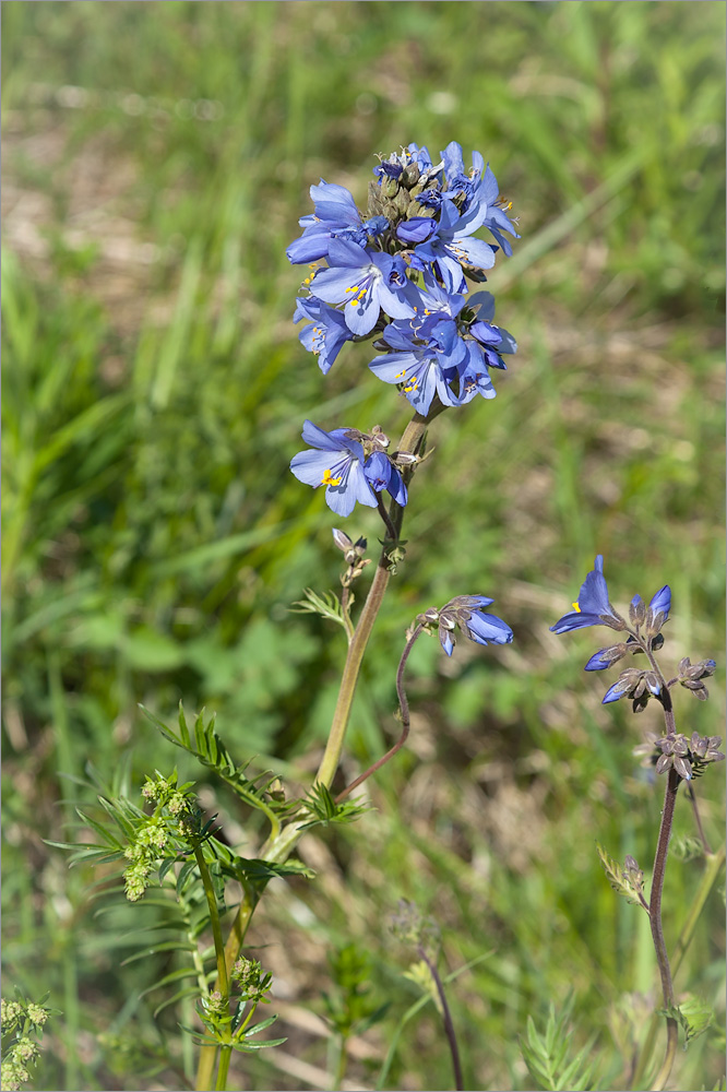 Изображение особи Polemonium caeruleum.