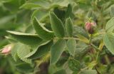 genus Rosa