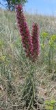 Echium russicum. Цветущие растения. Ростовская обл., Персиановские степи, Аютинские склоны, средняя часть склона правого коренного берега р. Аюта. 14.05.2013.