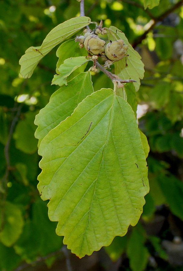 Изображение особи Hamamelis virginiana.