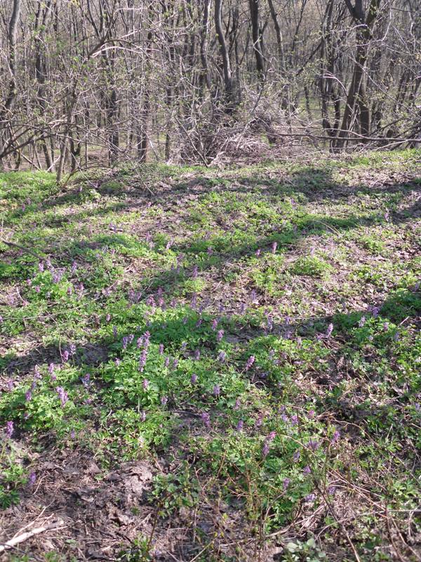 Изображение особи Corydalis cava.