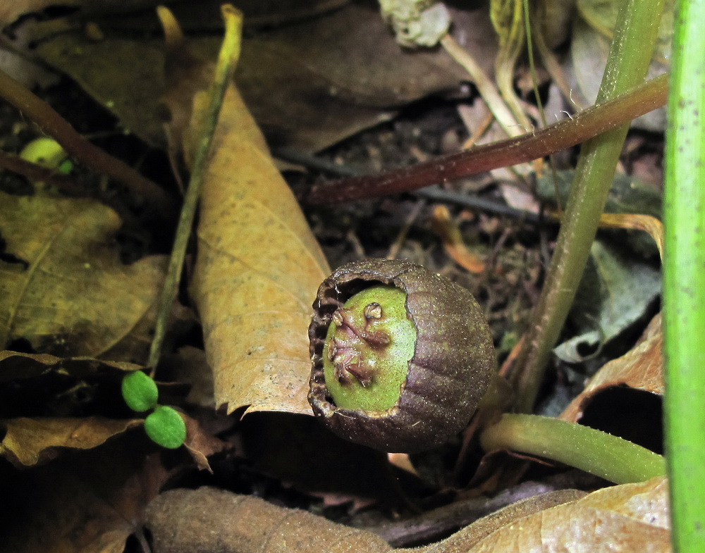 Image of Asarum sieboldii specimen.