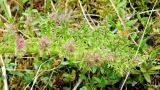 Pedicularis grandiflora