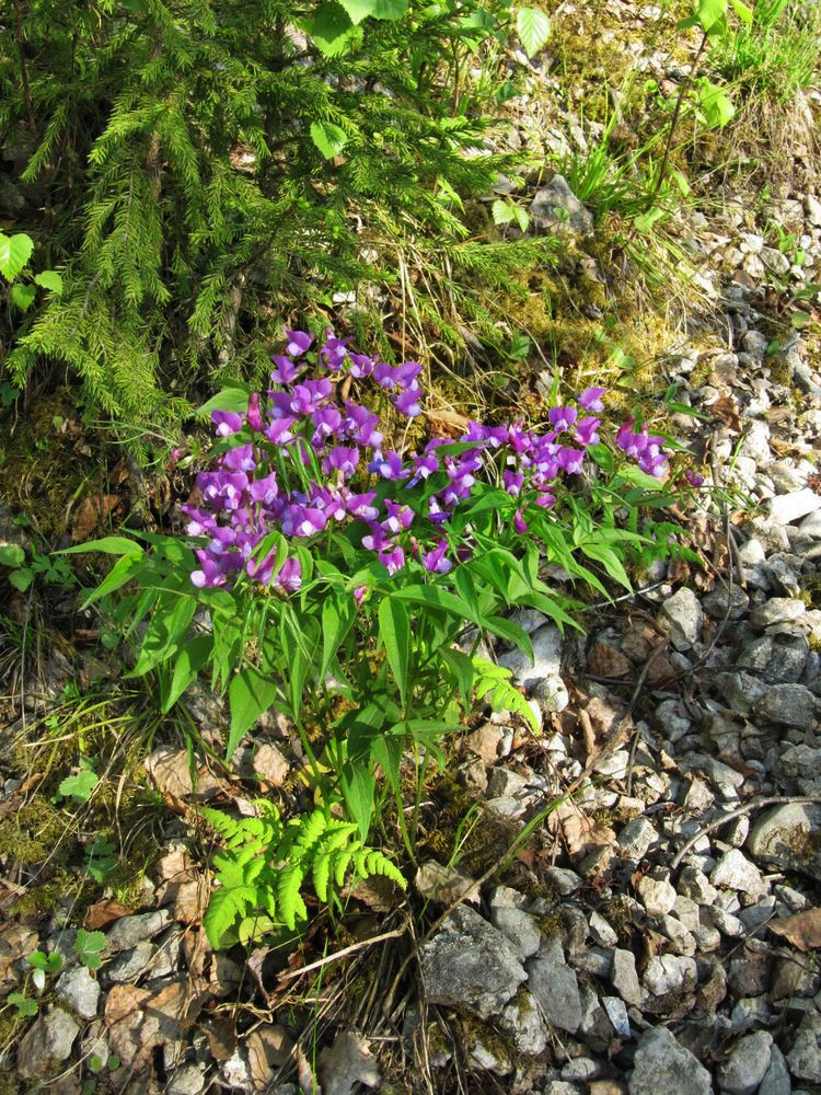 Image of Lathyrus vernus specimen.