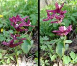 Corydalis caucasica. Соцветия. Северный Кавказ, Ставропольская возвышенность, г. Недреманная, широколиственный лес. 22.04.2007.