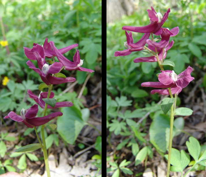 Изображение особи Corydalis caucasica.