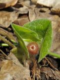 Asarum europaeum