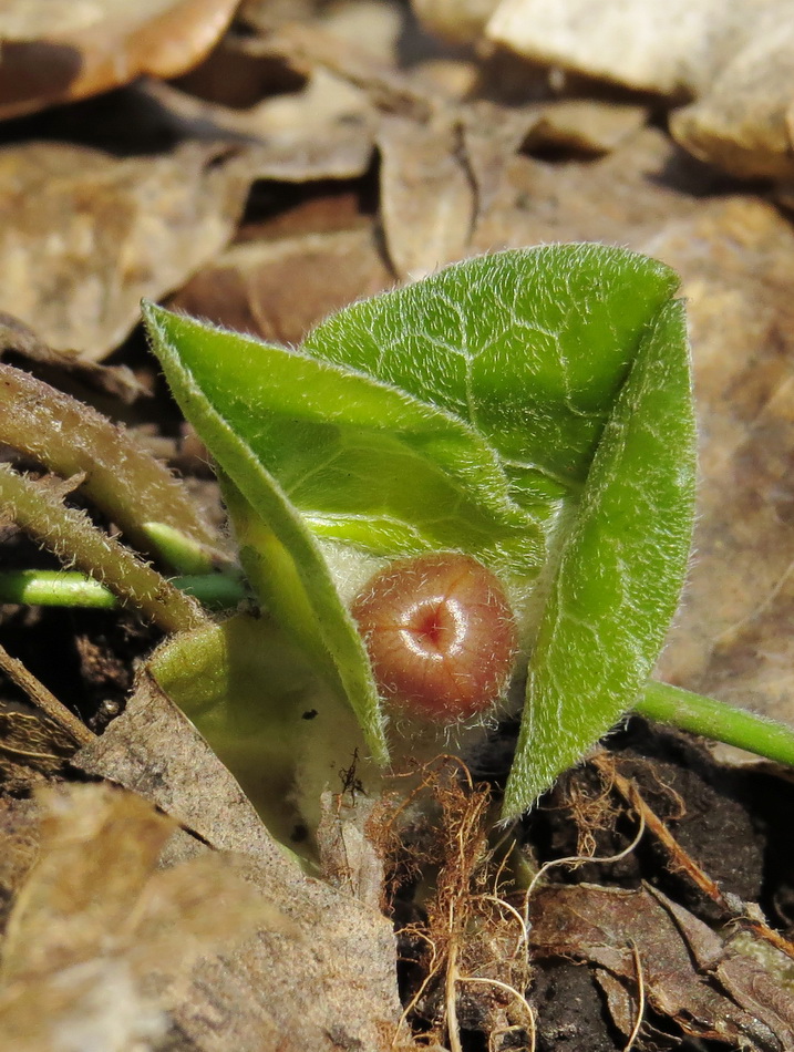 Image of Asarum europaeum specimen.
