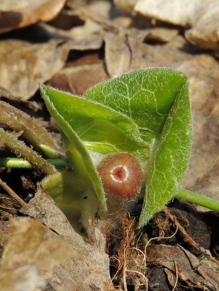 Изображение особи Asarum europaeum.