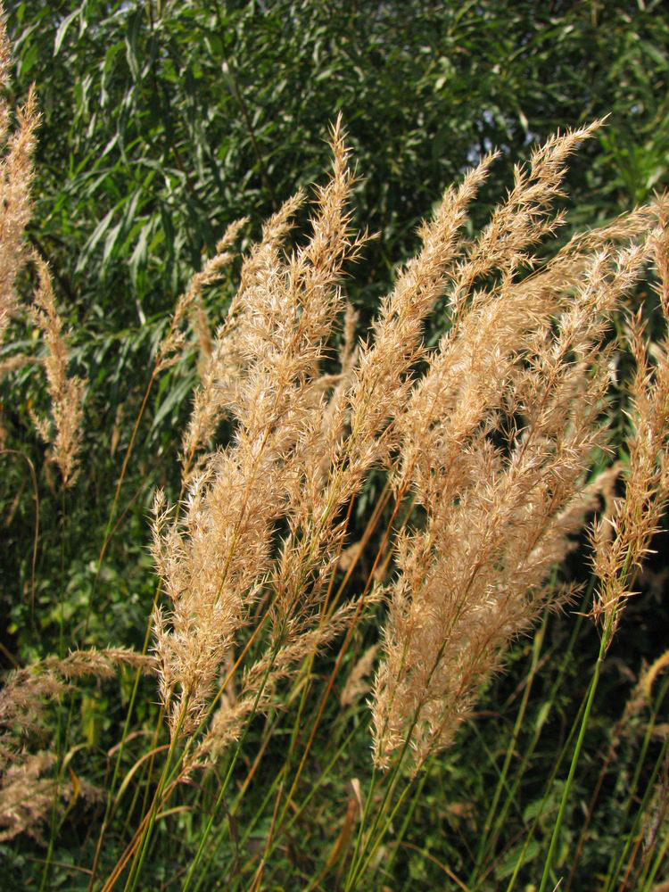 Image of Calamagrostis epigeios specimen.