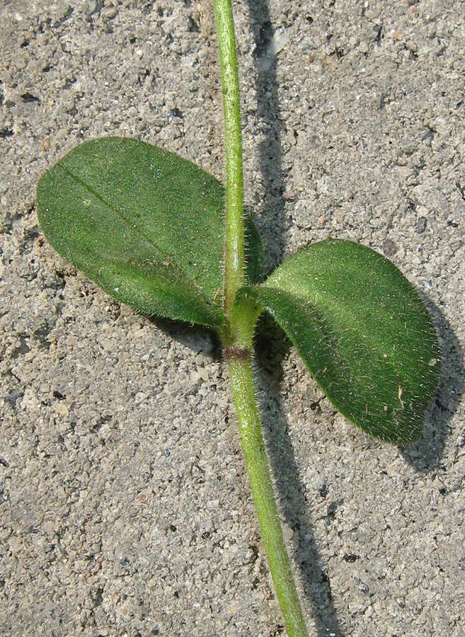 Image of Cerastium semidecandrum specimen.