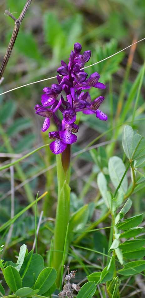 Image of Anacamptis morio ssp. caucasica specimen.