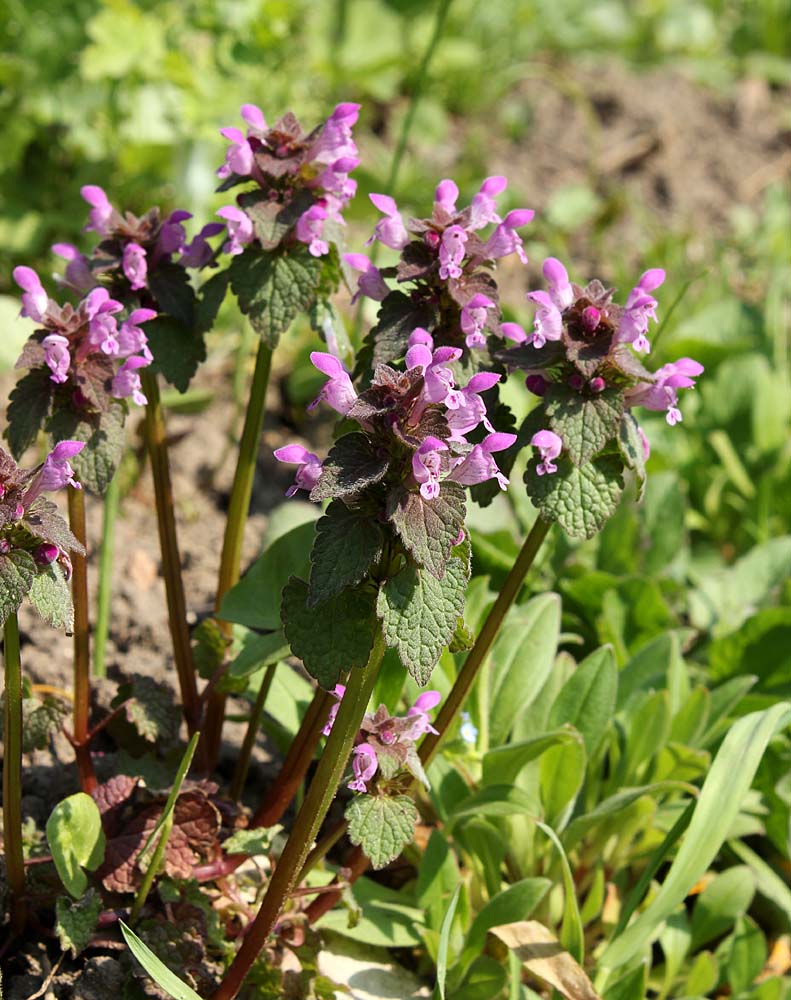 Изображение особи Lamium purpureum.