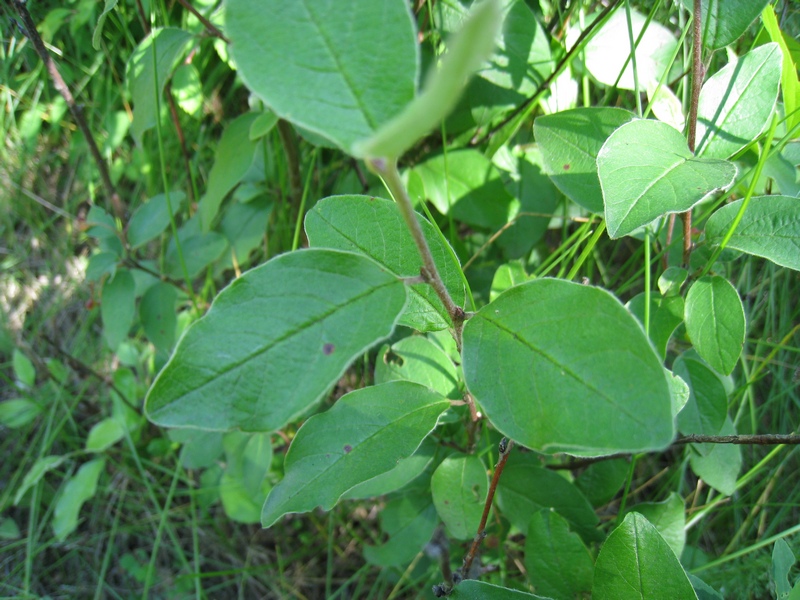 Изображение особи Cotoneaster melanocarpus.