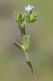 Image of taxon representative. Author is Алим Газиев