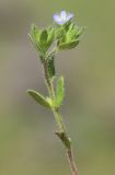 Veronica arvensis