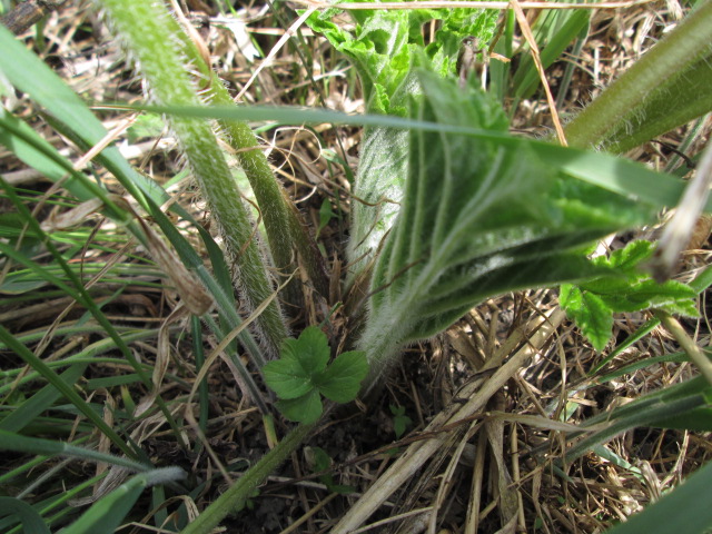 Image of Heracleum sibiricum specimen.