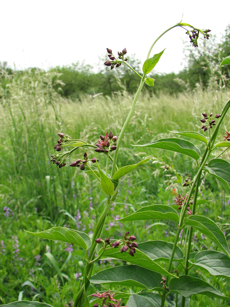 Изображение особи Vincetoxicum rossicum.