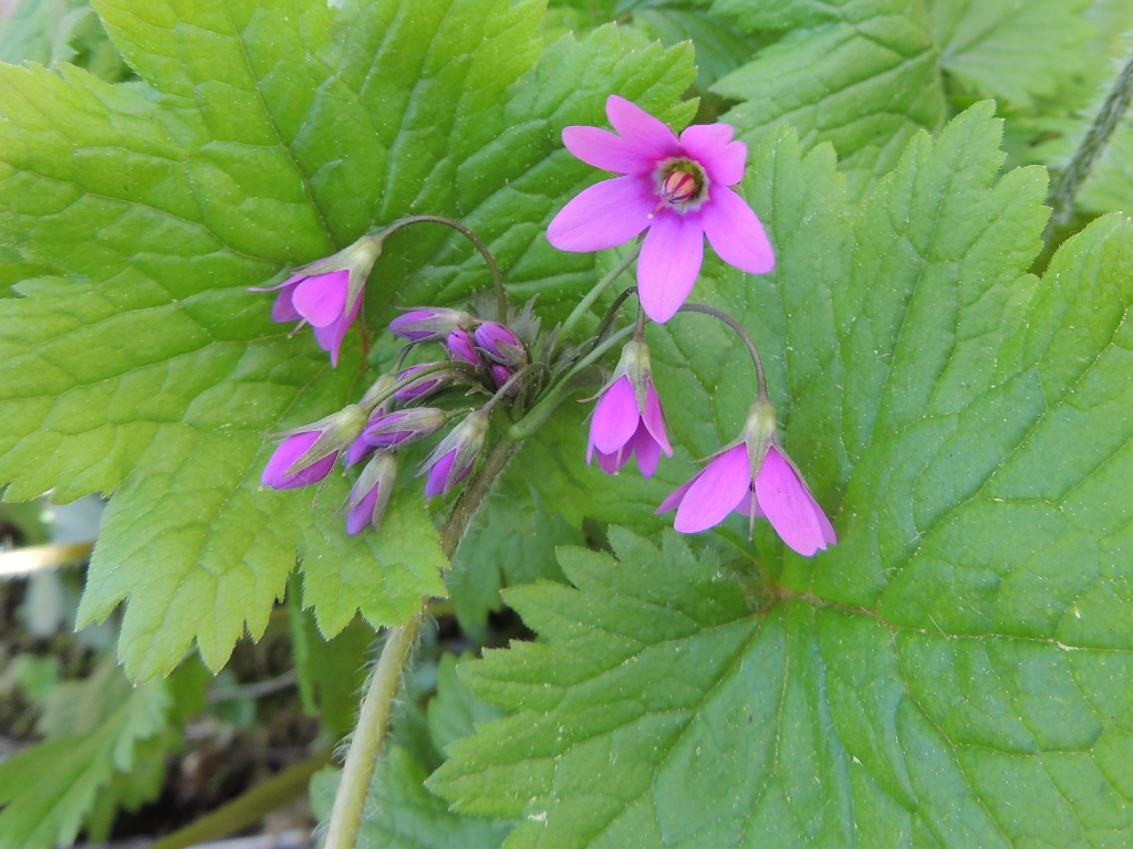 Изображение особи Cortusa sachalinensis.