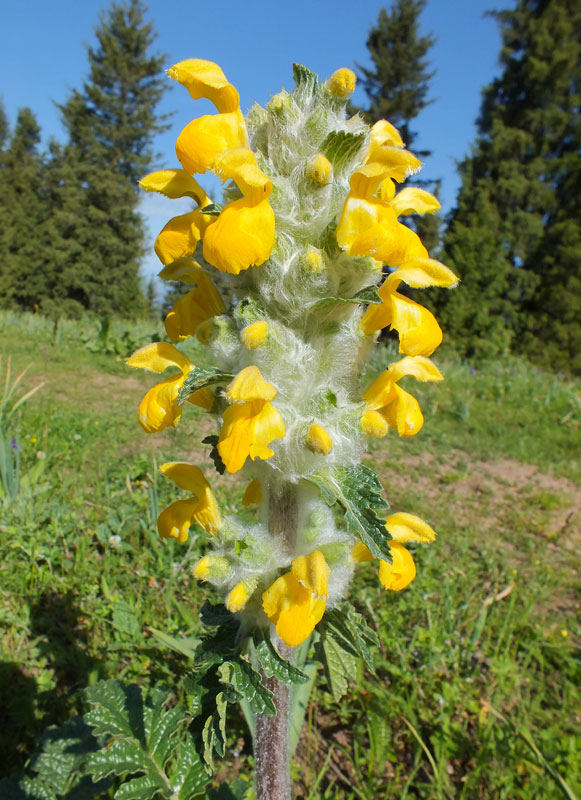 Изображение особи Phlomoides speciosa.