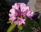 genus Rhododendron. Соцветие. Украина, Львовская обл., Дрогобычский р-н, г. Трускавец, в культуре. 10.06.2014.