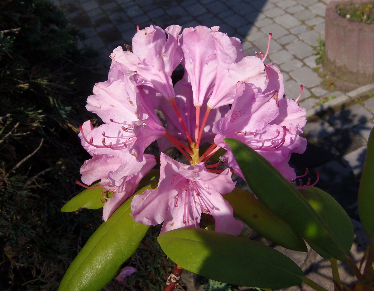 Image of genus Rhododendron specimen.