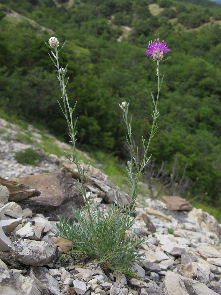 Изображение особи Centaurea sarandinakiae.