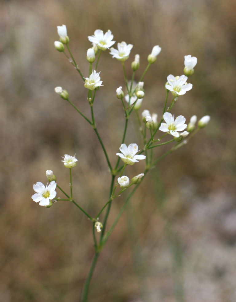 Изображение особи Eremogone saxatilis.