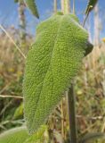 Stachys velata. Лист. Краснодарский край, окр. г. Крымск, берег р. Адагум. 27.06.2014.