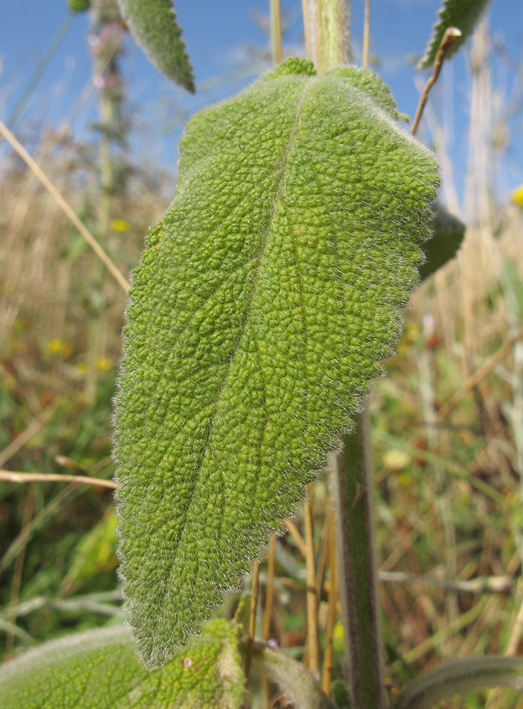 Изображение особи Stachys velata.