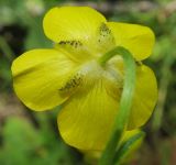 genus Ranunculus. Цветок (вид со стороны чашечки). Татарстан, Бавлинский р-н. 06.07.2014.