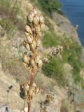 Silene densiflora. Соплодие. Краснодарский край, м/о г. Новороссийск, окр. пос. Абрау, гора Круглая, кромка обрыва над морем. 29.06.2014.