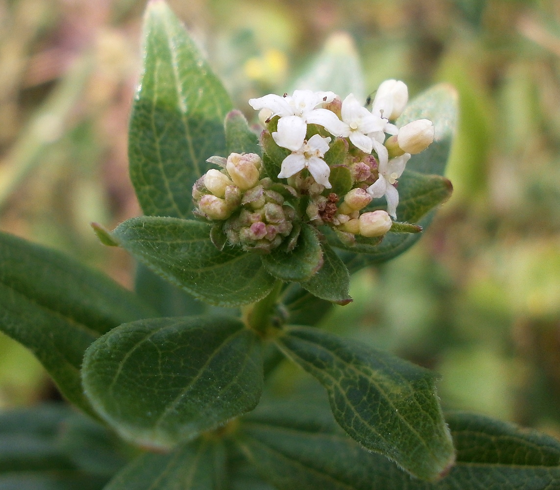 Изображение особи Galium rubioides.